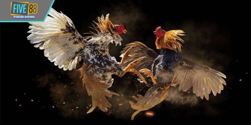 Các hình thức thi đấu đá gà Five88 phổ biến nhất