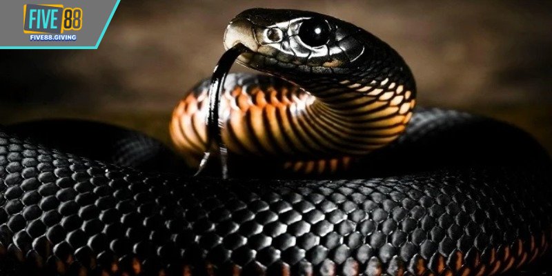 Đánh con gì khi rắn bò qua ngực hoặc bụng