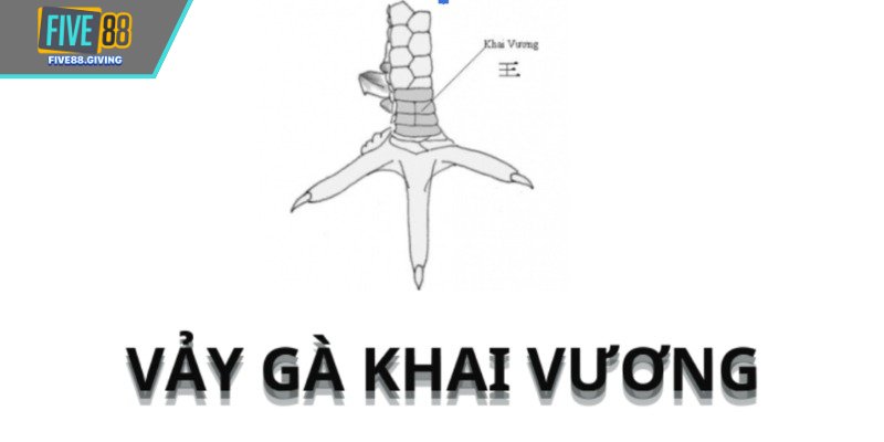  Gà mang vảy khai vương huấn luyện theo giáo án riêng