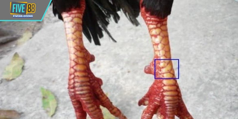 Mỗi mảng có hình tam giác nhỏ, đỉnh nhọn quay chéo xuống