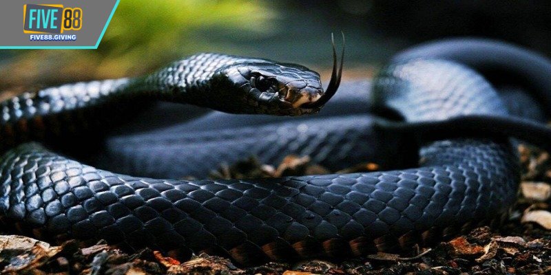 Nằm mơ thấy rắn đánh con gì khi bò ra khỏi nhà