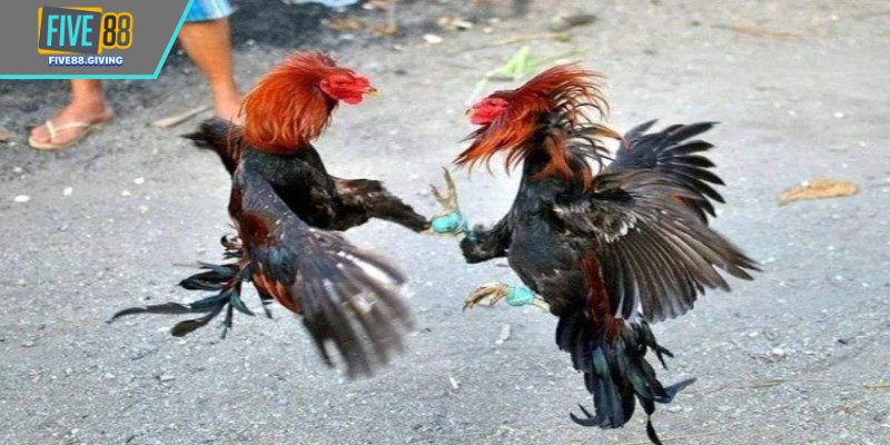 Nguyên tắc chọn chiên trước trận trong đá gà chọi Miền Bắc