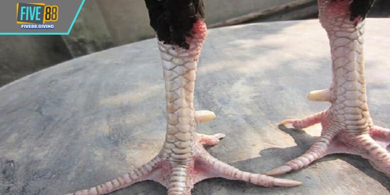 Ni bật ở khả năng đứng vững, giữ tư thế