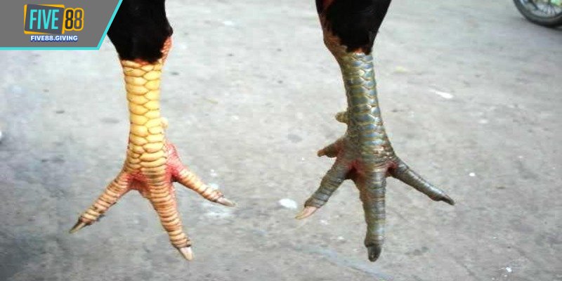 Sức căng cơ toàn thân giúp chiến kê duy trì phong độ