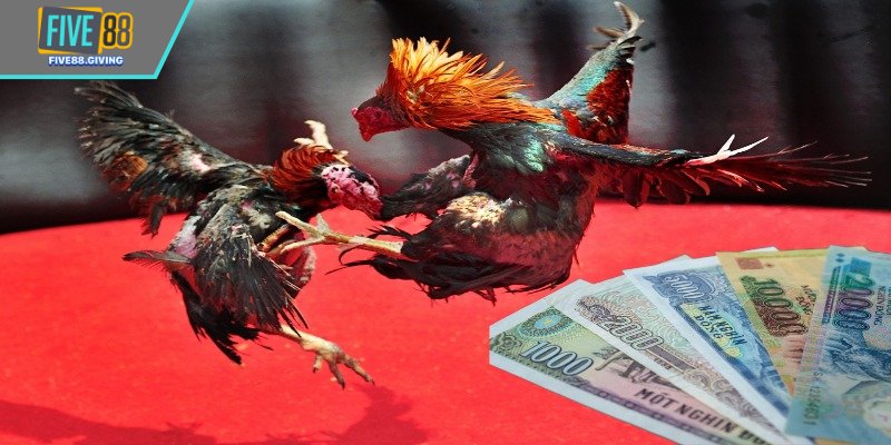 Tài khoản đá gà Thomo phải được tạo từ trước