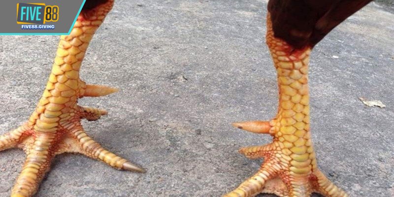 Thông tin cơ bản về vảy độc biên